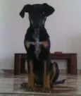 Não possui