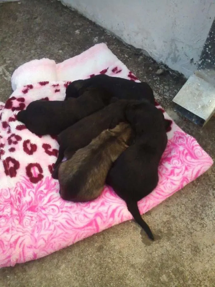 Cachorro ra a Nao definida idade Abaixo de 2 meses nome Akuma,akira,Perola.