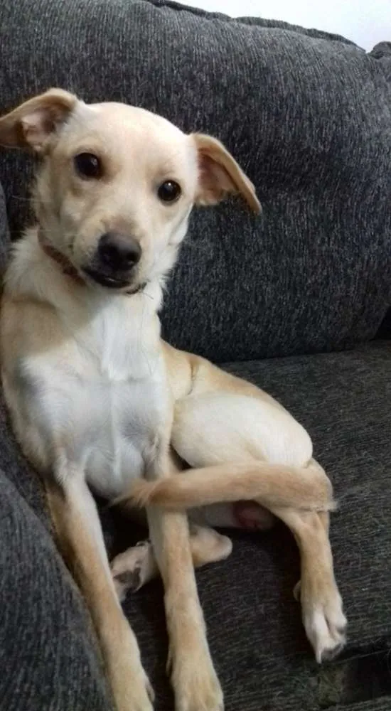 Cachorro ra a Mix de Pinscher idade 7 a 11 meses nome Nina