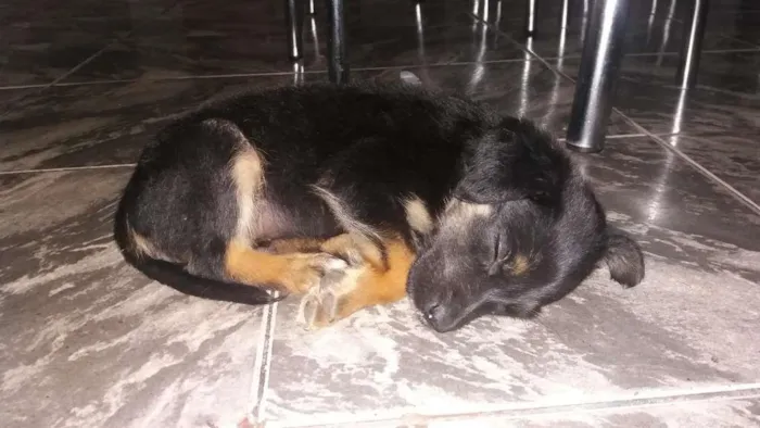 Cachorro raça sem raça  idade Abaixo de 2 meses nome sem nome