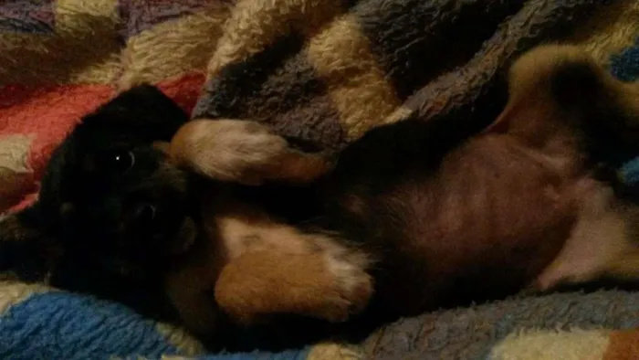 Cachorro ra a Desconhecida idade Abaixo de 2 meses nome Sem nome