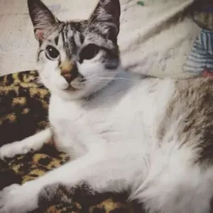 Gato raça mestiça  idade 2 anos nome James