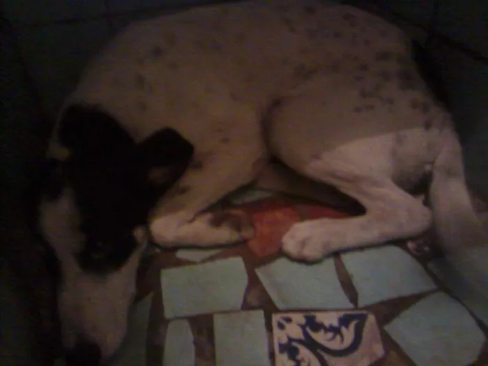 Cachorro ra a Srd idade 2 a 6 meses nome Farofa