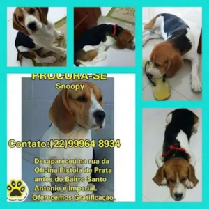 Cachorro raça Beagle idade 1 ano nome Snoopy