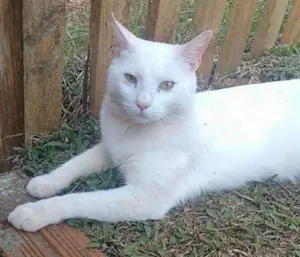Gato raça Vira lata  idade 1 ano nome Polaco