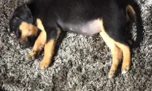 Cachorro raça Vira lata idade 2 a 6 meses nome Mel