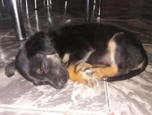 Cachorro raça sem raça  idade Abaixo de 2 meses nome sem nome