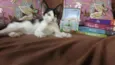 Alice