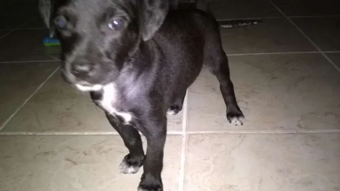 Cachorro ra a Mista idade Abaixo de 2 meses nome Sem nome