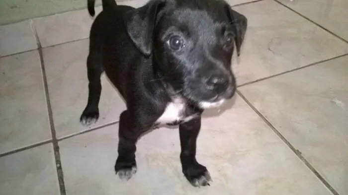 Cachorro ra a Mista idade Abaixo de 2 meses nome Sem nome