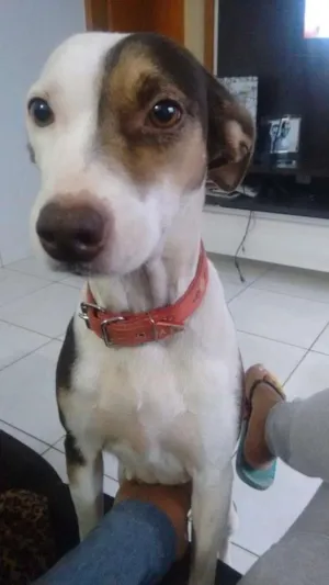 Cachorro raça Vira lata c/pitbull idade 4 anos nome Pitty