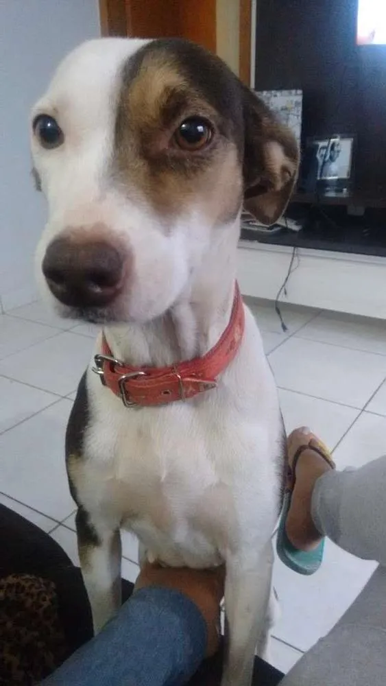 Cachorro ra a Vira lata c/pitbull idade 4 anos nome Pitty