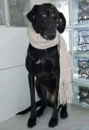 Cachorro raça srd idade  nome Meg