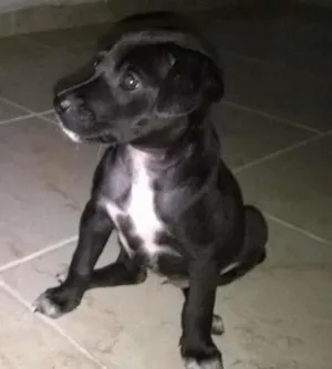 Cachorro raça Mista idade Abaixo de 2 meses nome Sem nome