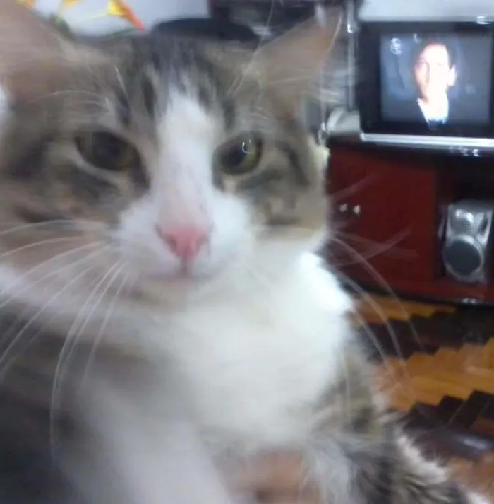Gato ra a  idade 2 anos nome Luan