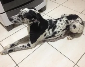 Cachorro raça Vira lata (metade Dog Alemão) idade 4 anos nome Serena