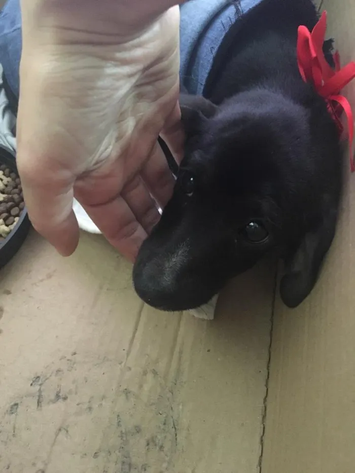 Cachorro ra a Vira lata  idade 2 a 6 meses nome Sem nome 