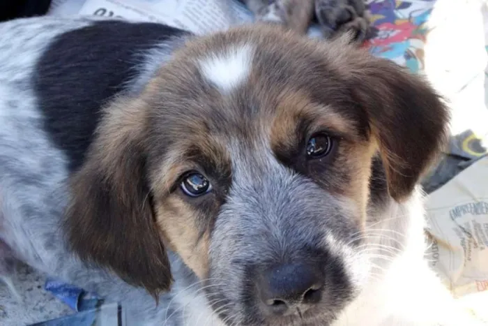 Cachorro ra a srd idade 2 a 6 meses nome Melão
