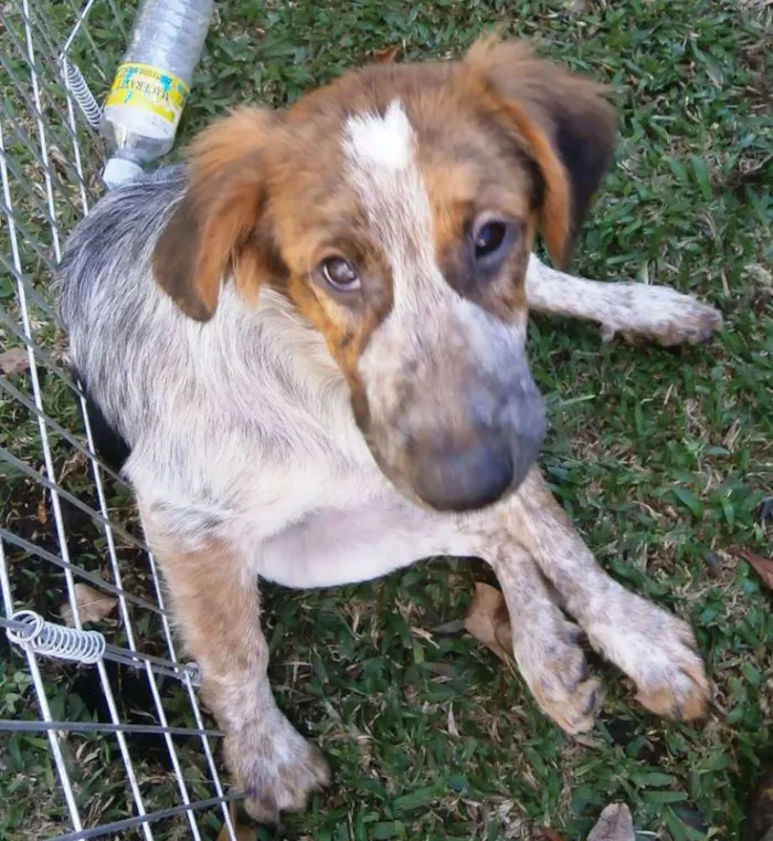 Cachorro ra a srd idade 2 a 6 meses nome Melão