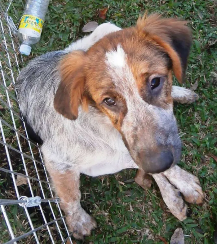 Cachorro ra a srd idade 2 a 6 meses nome Melão