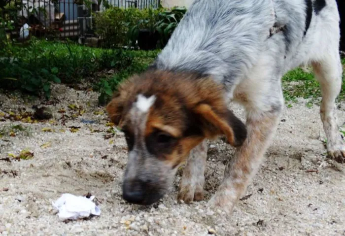Cachorro ra a srd idade 2 a 6 meses nome Melão