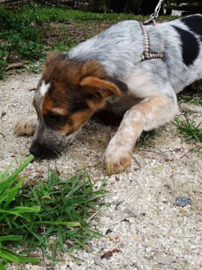 Cachorro ra a srd idade 2 a 6 meses nome Melão
