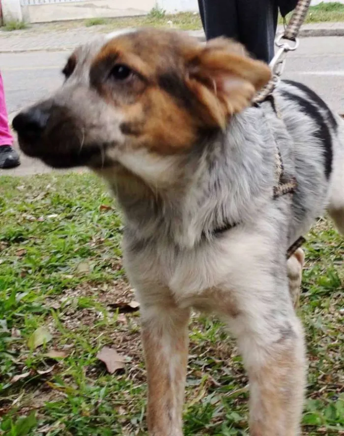 Cachorro ra a srd idade 2 a 6 meses nome Melão
