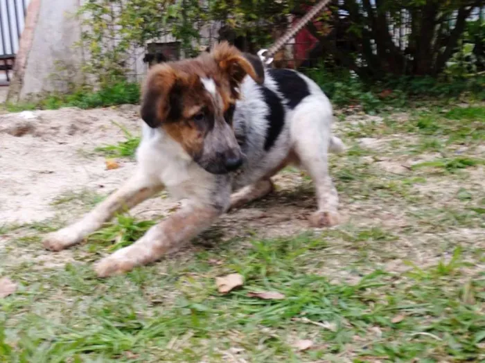 Cachorro ra a srd idade 2 a 6 meses nome Melão