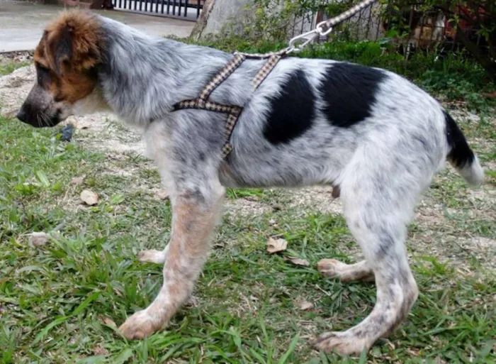 Cachorro ra a srd idade 2 a 6 meses nome Melão