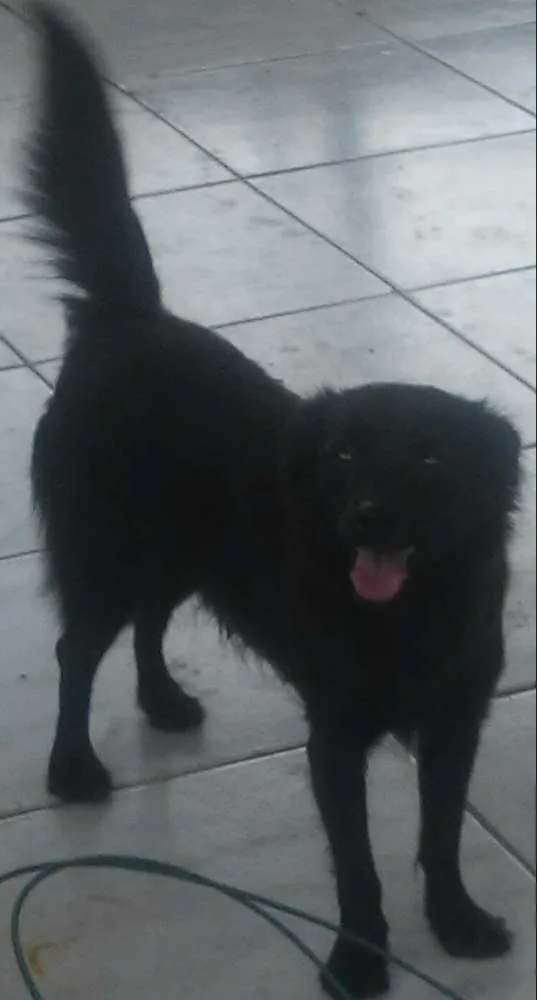 Cachorro ra a SRD idade 2 anos nome Princesa