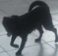 Princesa