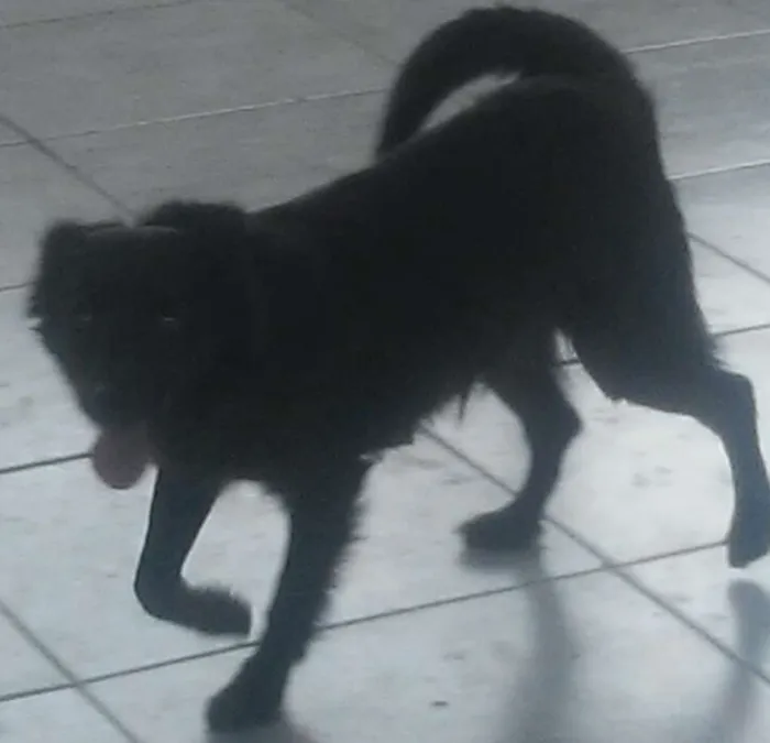 Cachorro ra a SRD idade 2 anos nome Princesa