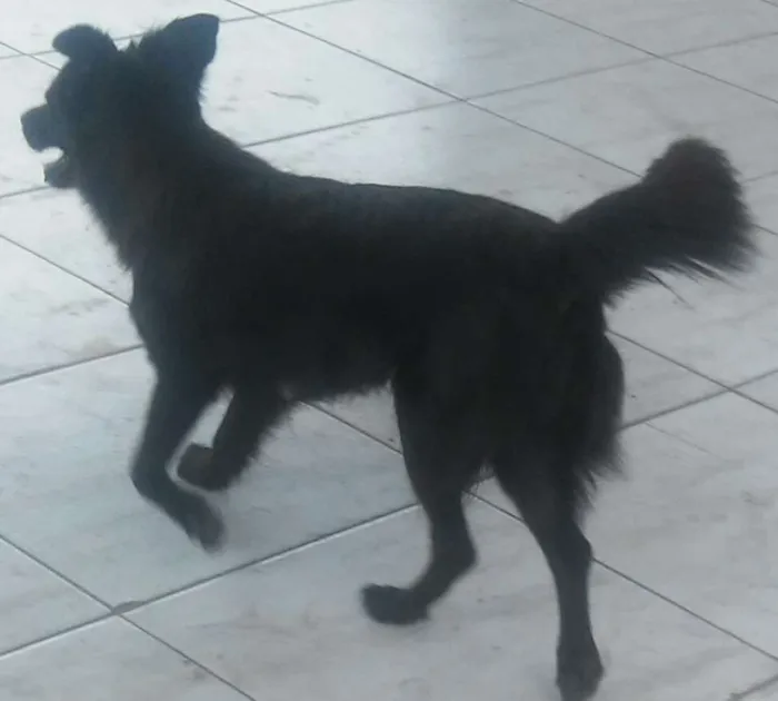 Cachorro ra a SRD idade 2 anos nome Princesa