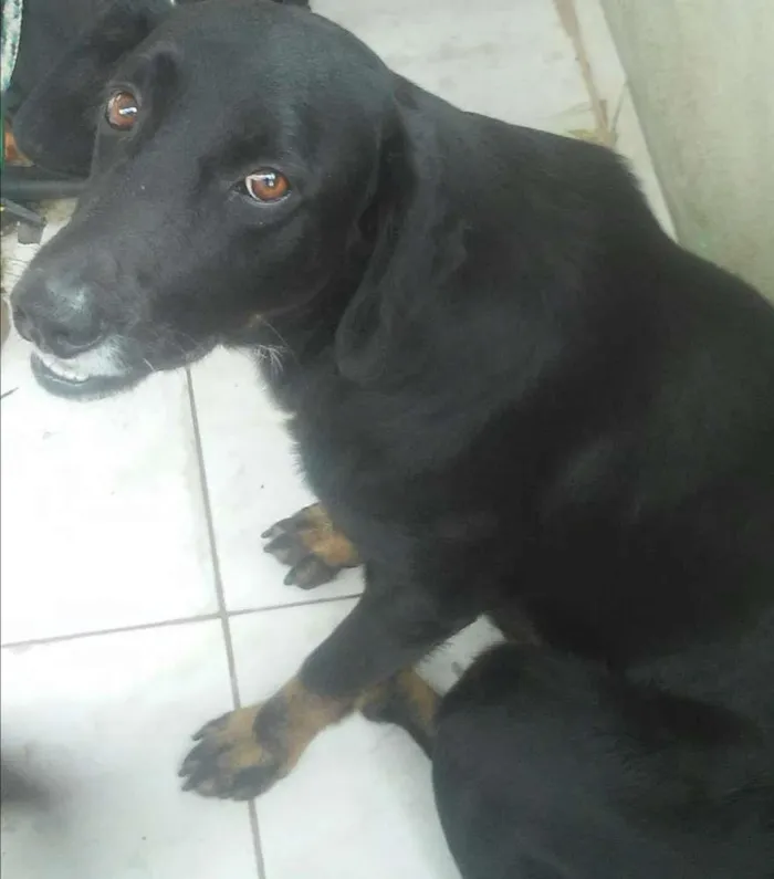 Cachorro ra a SRD idade 6 ou mais anos nome Pluto