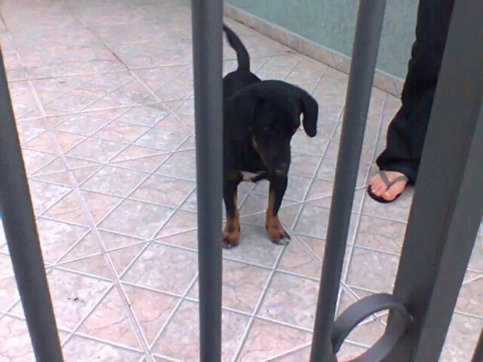 Cachorro ra a Basset-Cofap idade 7 a 11 meses nome Pretinha