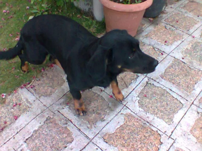 Cachorro ra a Basset-Cofap idade 7 a 11 meses nome Pretinha
