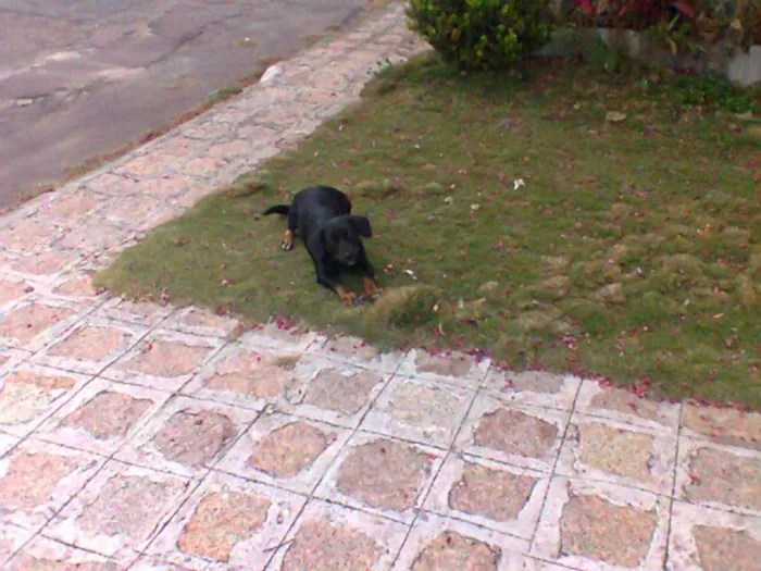Cachorro ra a Basset-Cofap idade 7 a 11 meses nome Pretinha
