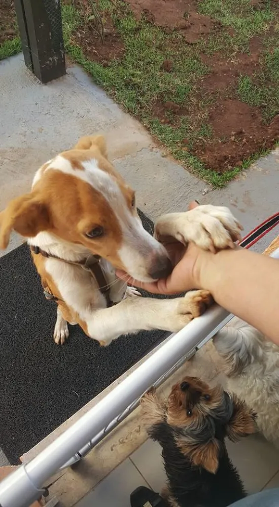 Cachorro ra a SRD idade 2 a 6 meses nome Bambina