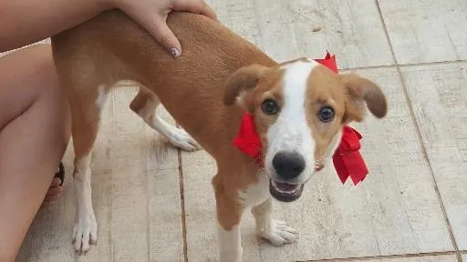 Cachorro ra a SRD idade 2 a 6 meses nome Bambina