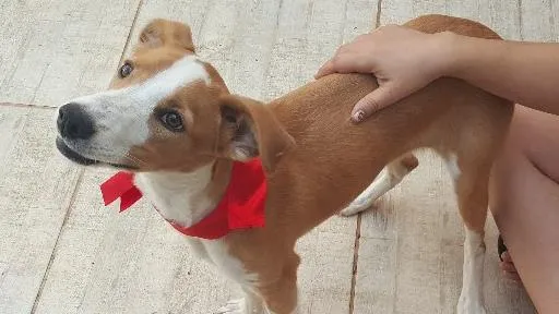 Cachorro ra a SRD idade 2 a 6 meses nome Bambina