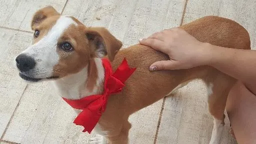 Cachorro ra a SRD idade 2 a 6 meses nome Bambina