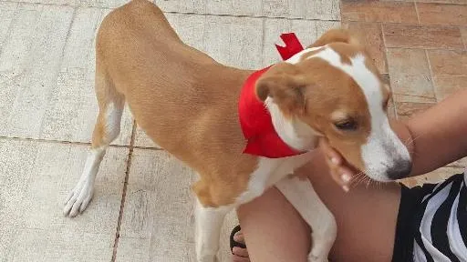 Cachorro ra a SRD idade 2 a 6 meses nome Bambina