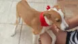Bambina