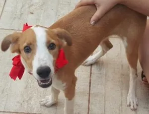 Cachorro raça SRD idade 2 a 6 meses nome Bambina
