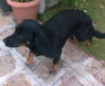 Pretinha