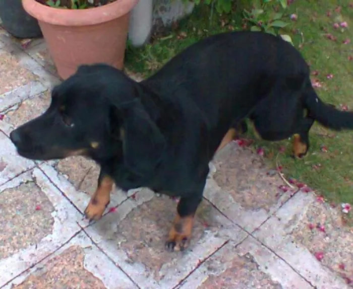 Cachorro ra a Basset-Cofap idade 7 a 11 meses nome Pretinha
