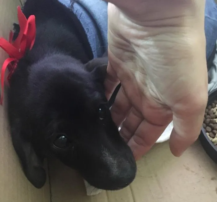 Cachorro ra a Vira lata  idade 2 a 6 meses nome Sem nome 