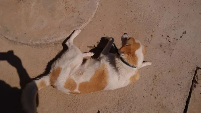 Cachorro raça indefinida idade 2 anos nome Thor