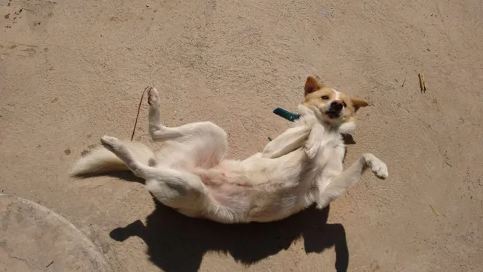 Cachorro raça indefinida idade 2 anos nome Thor