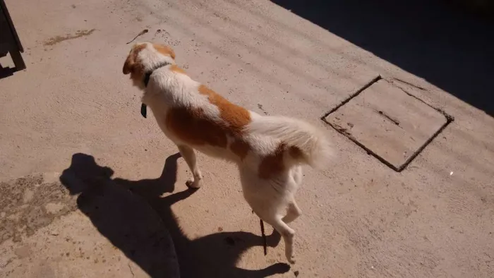 Cachorro raça indefinida idade 2 anos nome Thor
